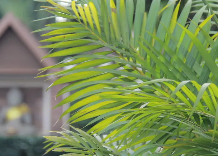 Hotel Starry Angkor 4*